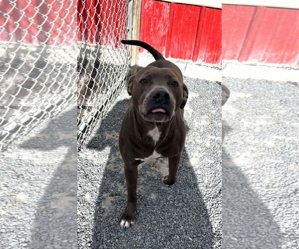 Medium Photo #4 American Pit Bull Terrier-Labrador Retriever Mix Puppy For Sale in Lewistown, PA, USA