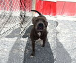 Small #3 American Pit Bull Terrier-Labrador Retriever Mix