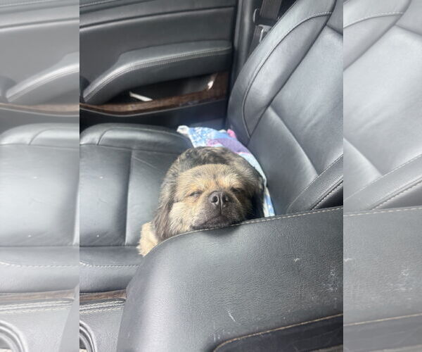 Medium Photo #10 Pekingese-Unknown Mix Puppy For Sale in Holly Springs, NC, USA