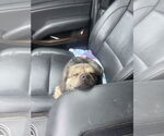 Small #9 Pekingese Mix
