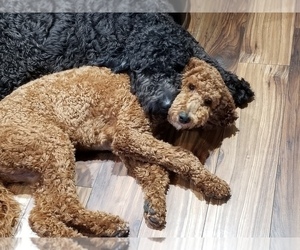Mother of the Doodle-Labradoodle Mix puppies born on 04/01/2025