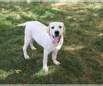Phineas - Male Labrador Retriever Puppy for Sale - Photo #5