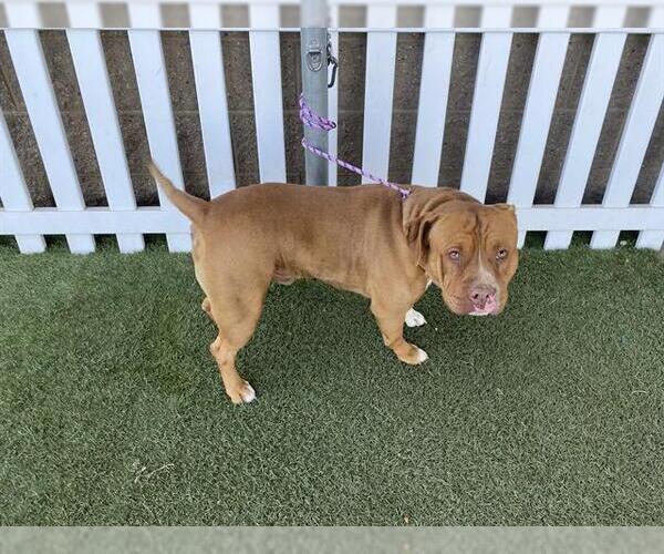 Medium Photo #1 Mutt Puppy For Sale in Modesto, CA, USA