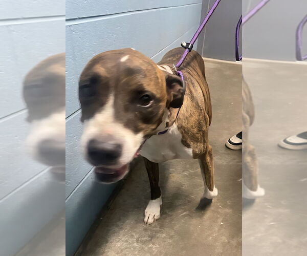 Medium Photo #1 American Pit Bull Terrier-Unknown Mix Puppy For Sale in Evansville, IN, USA