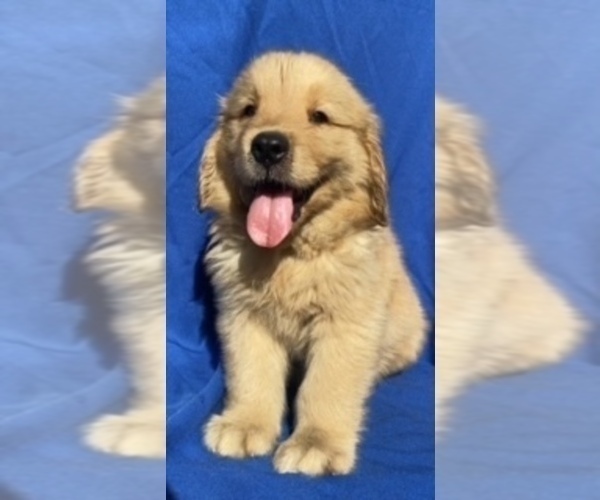Medium Photo #1 Golden Retriever Puppy For Sale in SANTA ANA, CA, USA