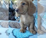 Small Photo #8 Dachshund Puppy For Sale in RIALTO, CA, USA
