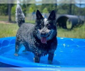 Mutt Dogs for adoption in Tavares, FL, USA