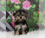 Small Photo #1 Morkie Puppy For Sale in WARSAW, IN, USA