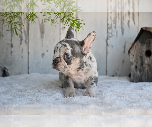 Medium Photo #5 French Bulldog Puppy For Sale in MILLERSBURG, OH, USA