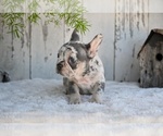 Small #4 French Bulldog