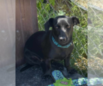 Small #4 Dachshund Mix