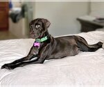 Small Photo #9 German Shorthaired Pointer Puppy For Sale in Corona, CA, USA