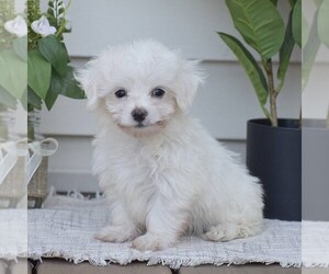 Maltese Puppy for sale in GORDONVILLE, PA, USA