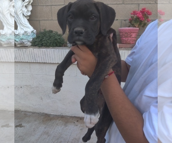 Medium Photo #1 Boxer Puppy For Sale in CORONA, CA, USA