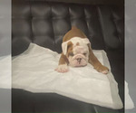 Small #13 English Bulldog