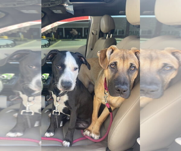 Medium Photo #12 Black Mouth Cur-German Shepherd Dog Mix Puppy For Sale in Brewster, NY, USA