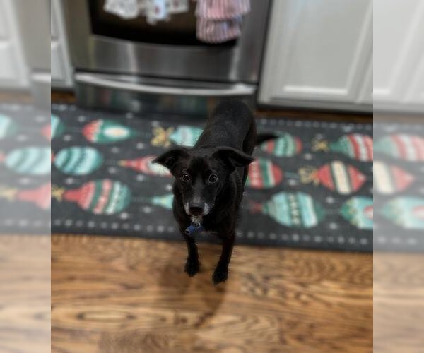 Medium Photo #2 Dachshund-Spaniel Mix Puppy For Sale in Oakley, CA, USA
