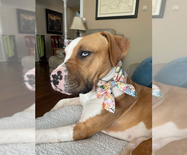 Medium Photo #2 Mutt Puppy For Sale in Evansville, IN, USA