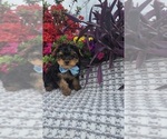 Small #4 Yorkshire Terrier