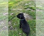 Small Photo #21 Cane Corso-German Shorthaired Pointer Mix Puppy For Sale in CLAY CITY, KY, USA