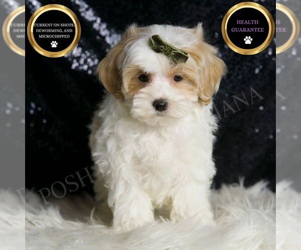 Medium Photo #7 Maltipoo (Miniature) Puppy For Sale in WARSAW, IN, USA