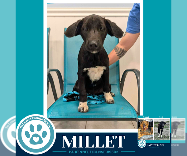 Medium Photo #3 Labrador Retriever-Unknown Mix Puppy For Sale in Kimberton, PA, USA