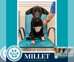 Small #2 Labrador Retriever Mix