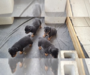 Rottweiler Puppy for sale in LAKELAND, FL, USA