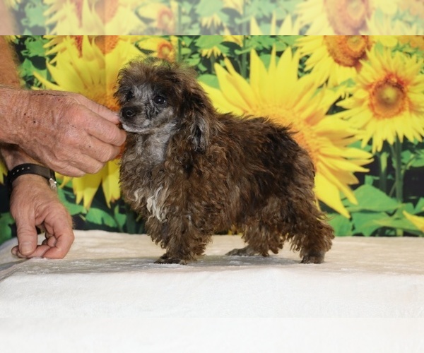 Medium Photo #7 Poodle (Toy) Puppy For Sale in DYERSBURG, TN, USA