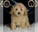 Puppy Sugar Plum F1 Maltipoo