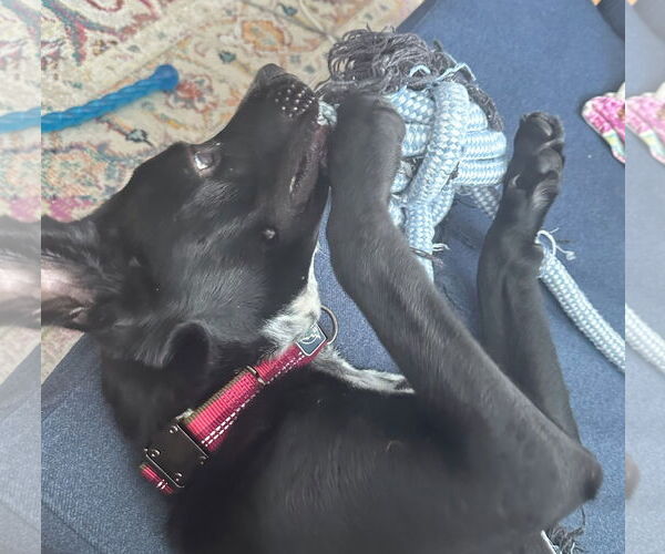 Medium Photo #13 Shepradors Puppy For Sale in HOUSTON, TX, USA