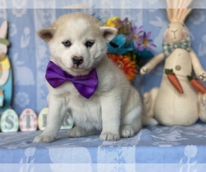 Pomsky-Shiba Inu Mix Puppy for sale in LANCASTER, PA, USA