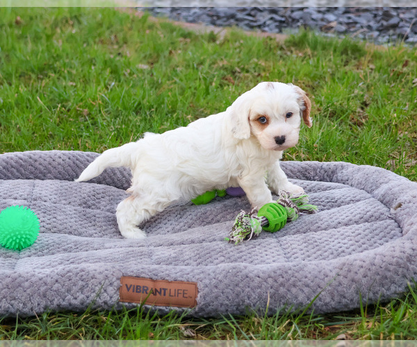 Medium Photo #1 Cavapoo (Miniature) Puppy For Sale in SYRACUSE, IN, USA