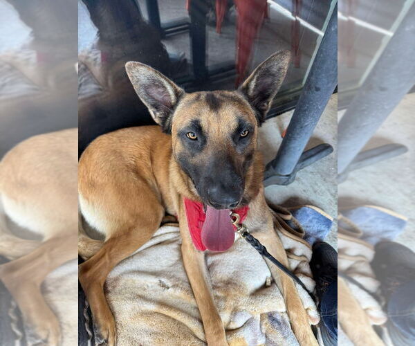 Medium Photo #9 German Shepherd Dog-Unknown Mix Puppy For Sale in Imlay City, MI, USA