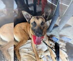 Small #8 German Shepherd Dog Mix