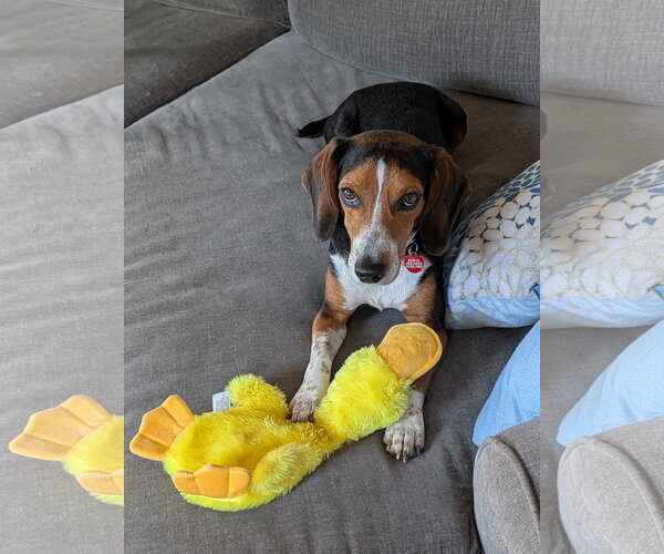 Medium Photo #18 Beagle Puppy For Sale in Dunnellon, FL, USA