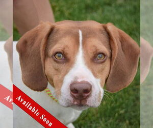 Bagle Hound Dogs for adoption in Huntley, IL, USA