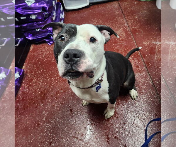 Medium Photo #42 American Pit Bull Terrier-Unknown Mix Puppy For Sale in Fargo, ND, USA