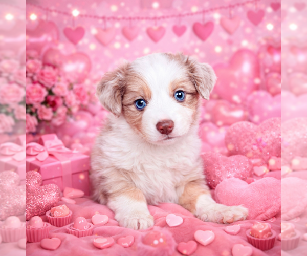 Medium Photo #2 Miniature Australian Shepherd Puppy For Sale in ANTHONY, FL, USA