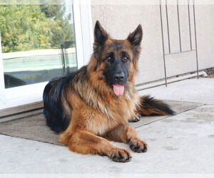 German Shepherd Dog Dogs for adoption in Modesto, CA, USA