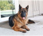 Small German Shepherd Dog