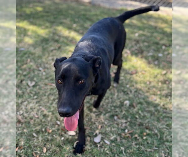 Medium Photo #2 Labrador Retriever Puppy For Sale in Texas City, TX, USA