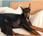 Small #3 Doberman Pinscher