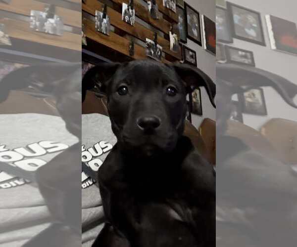 Medium Photo #1 American Pit Bull Terrier-Unknown Mix Puppy For Sale in Waterloo, IA, USA