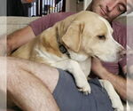 Small #2 Labrador Retriever Mix