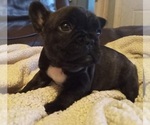 Puppy 5 French Bulldog