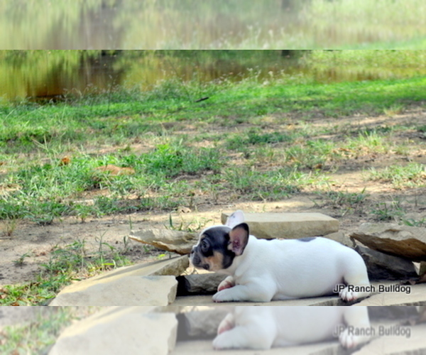 Medium Photo #11 French Bulldog Puppy For Sale in ROYSE CITY, TX, USA