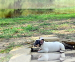 Small Photo #11 French Bulldog Puppy For Sale in ROYSE CITY, TX, USA