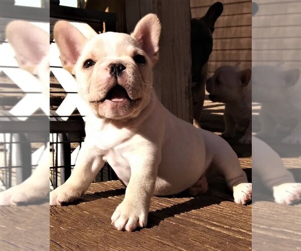 Medium Photo #1 French Bulldog Puppy For Sale in CANYON LAKE, TX, USA