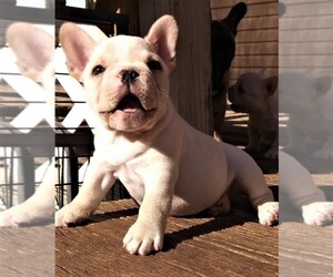 French Bulldog Puppy for sale in CANYON LAKE, TX, USA